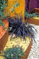 Ophiopogon planiscapus 'Nigrescens' - Black mondo grass