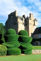 Large yew topiary, known as 'The Eggcups',  leading to lawns and garden - Crathes Castle, Deeside, Aberdeenshire