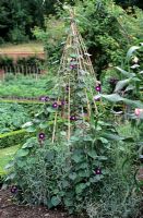 Ipomoea trained up bamboo cane wig wam frame in vegetable garden