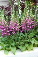Digitalis 'Camelot Rose F1' in raised bed -RHS Chelsea Flower Show 2007