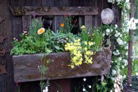 Wooden planter fixed to shack wall with Lavandula stoechas, Marigold, Poached-Egg Plant, Viola, Aquilegia, Salvia officinalis and Eschscholzia californica, white climbing rose to right - The Fetzer Sustainable Winery Garden, RHS Chelsea 2007, Gold Medal winner