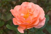Rosa 'Jack's Wish' syn 'Kirsil', Hybrid Tea Rose