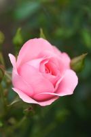 Rosa 'The Halcyon Days Rose' syn 'Korparesni'