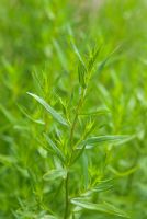 Artemisia dranunculus - Tarragon