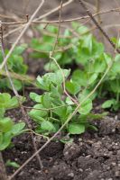 Pea 'Purple Podded' seedlings growing through twiggy pea sticks 