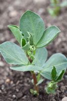 Broad Bean seedling 'The Sutton'