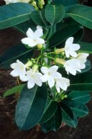 Stephanotis floribunda - Wax Flower