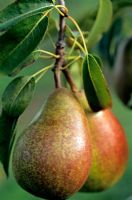Pyrus communis 'Louise Bonne of Jersey' - A dessert pear 