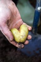 Heart shaped potato dug from earth and held in gardeners hand