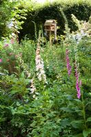 Foxgloves with bird table in the background in a shady area of the garden - Eldenhurst