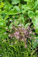 Allium schubertii - Eldenhurst