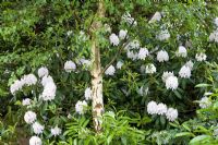 Rhododendron growing at the base of a Betula tree in the front garden - Eldenhurst