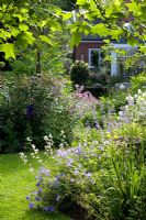 Looking down the garden towards the house framed by the leaves of Liriodendron tulipifera. Early summer border with Geranium 'Johnson's Blue' and Libertia grandiflora in the foreground - Eldenhurst
