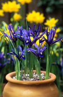 Iris reticulata in a pot
