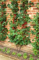 Wall trained fruit - Redcurrant 'Stanza'