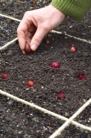 Planting onions in beds designed for square foot gardening