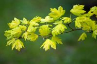 Acer campestre 'Postelense' - Spring foliage
