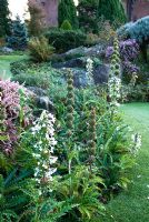 Morina longifolia in mixed border - Kilver Court Gardens