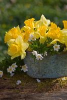 Metal container with daffodils from garden standing on an old log with moss