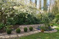 Secluded back garden with Prunus serrulata 'Mount Fuji' and box balls in gravel with stone path and circular Hyacinthus bed adjacent to lawn - Long Acre NGS garden, Bunbury, Cheshire 