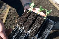 Pea 'Little Marble' seedlings in rootrainers prior to planting out in a vegetable bed