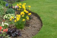Curved spring border with Narcissus 'Jetfire', Heuchera 'Obsidian', Tulipa 'Pinocchio' and Primula vulgaris