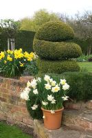 Clipped Buxus, Narcissus and Armeria in raised border and Narcissus 'Ice King' in pot on brick steps - Parm place, NGS garden, Great Budworth, Cheshire