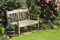 Wooden bench in sheltered part of a Spring garden with Narcissus and Camellia x williamsii 'Donation', Hyacinthus and Viola in small barrel pots
