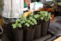 Broccoli seedlings 'Corvet' growing in biodegradable 'fyba' grow tubes 