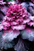 Brassica olerace 'Northern Lights' - Ornamental kale