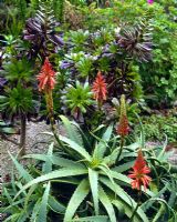Aloe arborescens and Aeonium - Abbey Gardens, Tresco, Isles of Scilly
