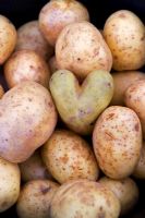 Freshly picked heart shaped potato amongst a group of potatoes