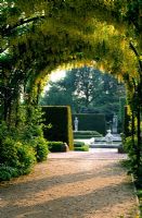 Laburnum x waterii walkway in the Queen's Garden at RBG Kew