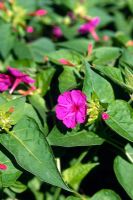 Mirabilis jalapa - Four O'clocks or Marvel of Peru which is a night blooming plant