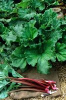 Rhubarb newly cut on hessian sack 