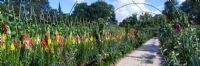 Antirhinum majus planted along pathway with metal archway with trained apple trees and sweet peas, trained beans growing up bamboo canes - The Walled Garden at the Lost Gardens of Heligan, Cornwall