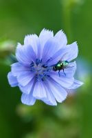 Bluebottle fly on Chicorium intybus 
