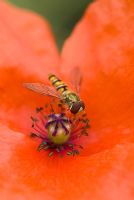 Papaver rhoeas with hoverfly