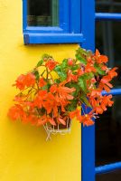 Begonia in wall pot holder against yellow and blue paintwork