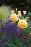 Rosa 'Crown Princess Margarita',  Salvia x sylvestris 'Mainacht' and Stipa tenuissima