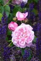 Rosa 'Mary Rose' and Salvia