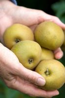 Harvested 'Egremont Russet' apples