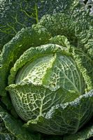 Brassica - Savoy cabbage