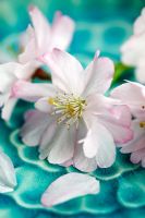 Prunus 'Accolade' blossom on turquoise asian plate