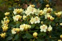 Rhododendron 'Goldkrone'