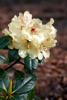 Rhododendron 'Goldprinz'