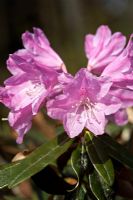 Rhododendron degronianum subsp. heptamerum 'Ho Emma' 
