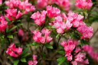 Rhododendron 'Razorbill'