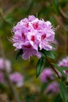 Rhododendron davidsonianum 'Caerhays Blotched'