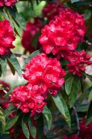 Rhododendron 'Langley Park'